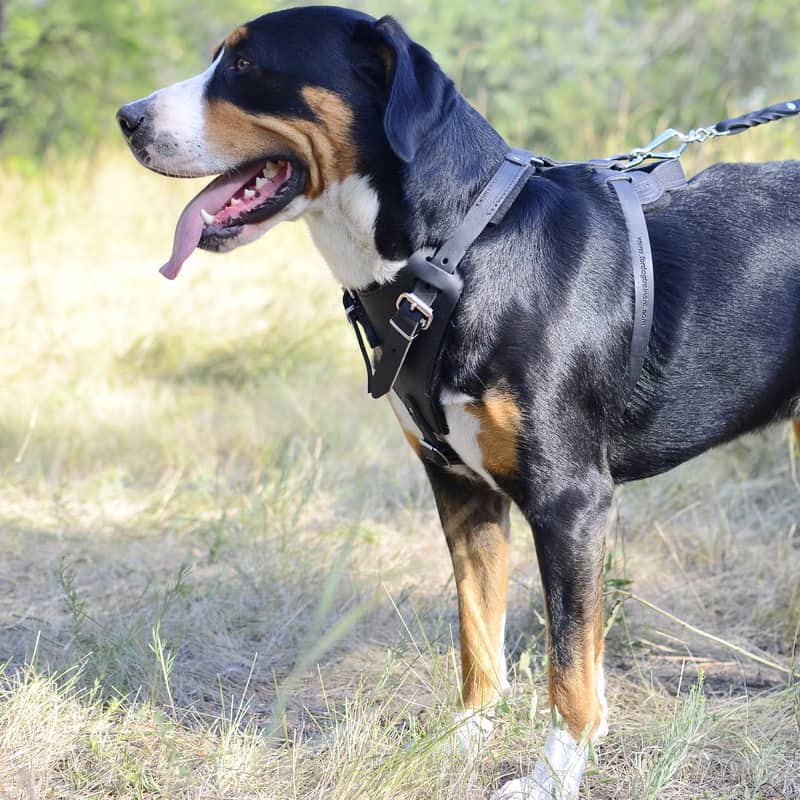 Рабочая шлейка из черной кожи для зенненхунда «Working Dog»